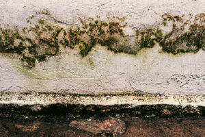 Reasons Mold Keeps Coming Back On Your Walls