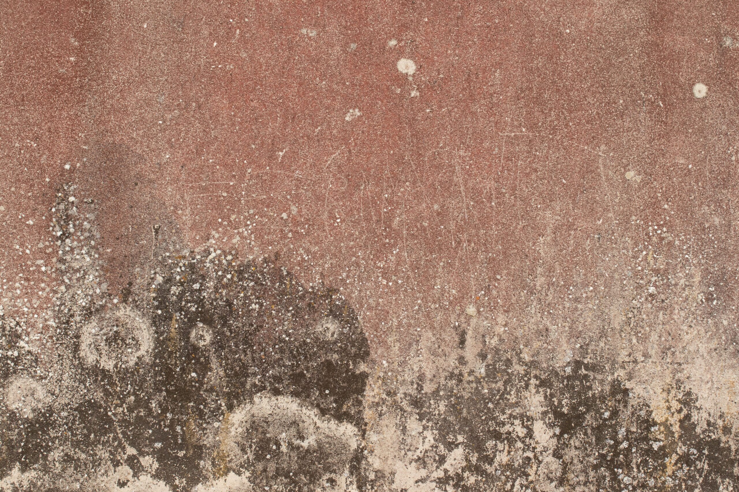 Mold Remediation Services We Offer