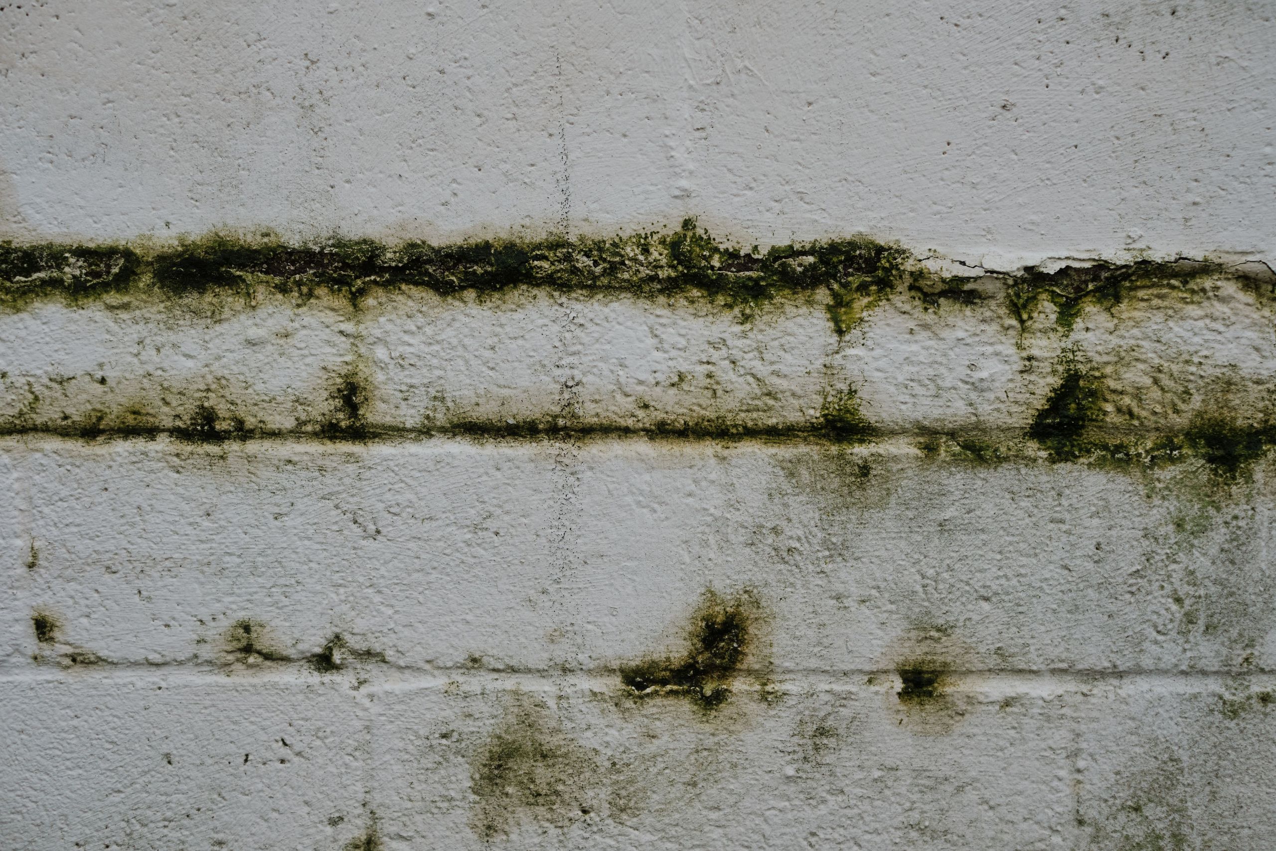 Why Hurricane Homeowners Choose UDK for Mold Remediation