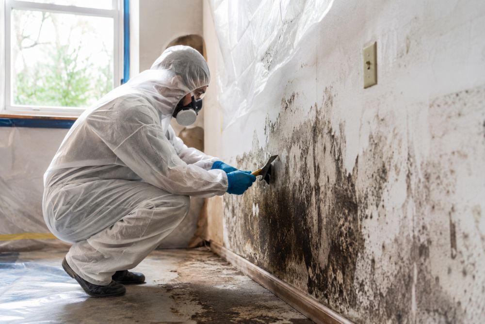 what does a mold remediation company do