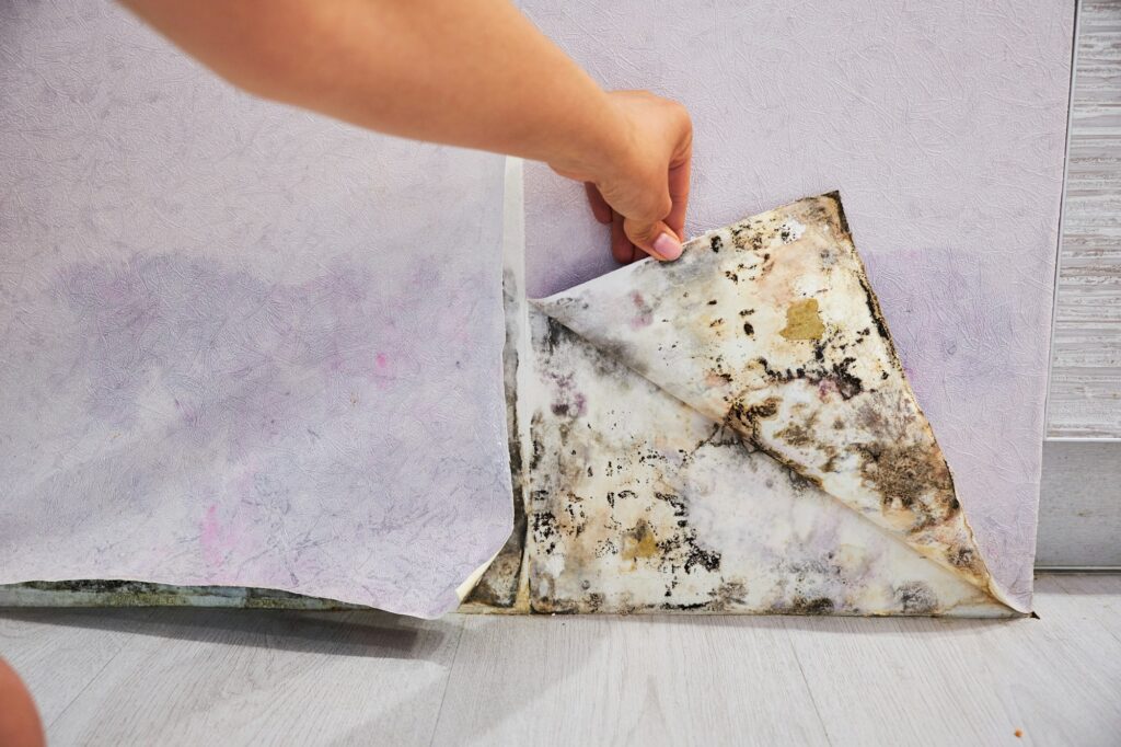 Mold Removal Utah